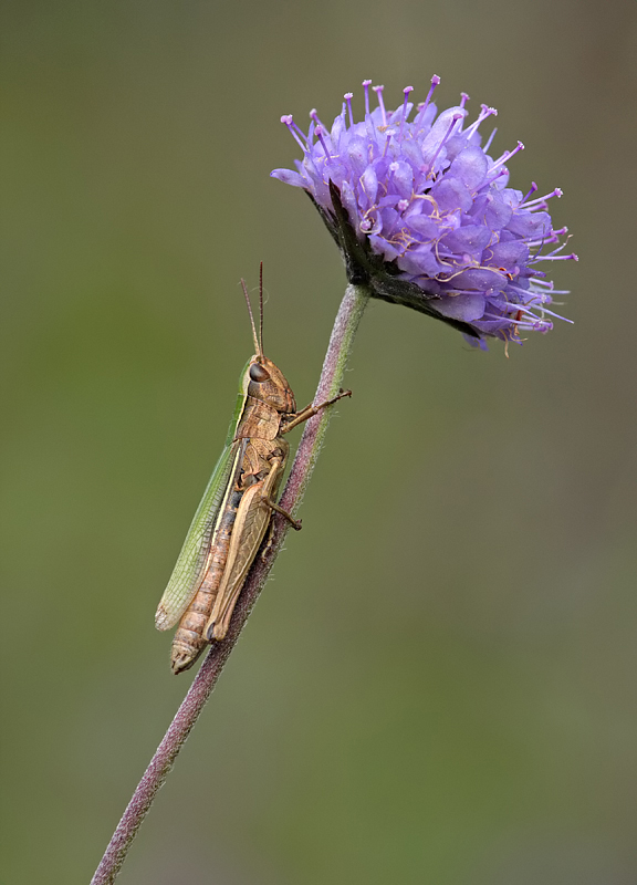 Lesser Marsh Grasshopper 3